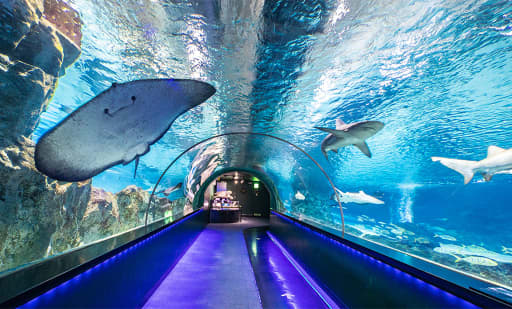 Visit Seoul Sealife Coex Aquarium